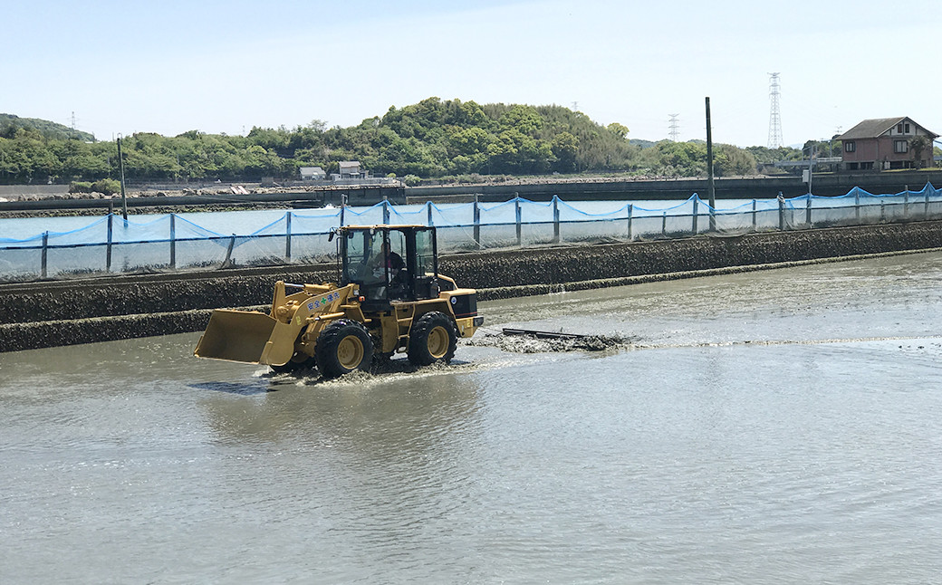 天草産 活き海老 刺身 車エビ えび 活き車海老 車えび