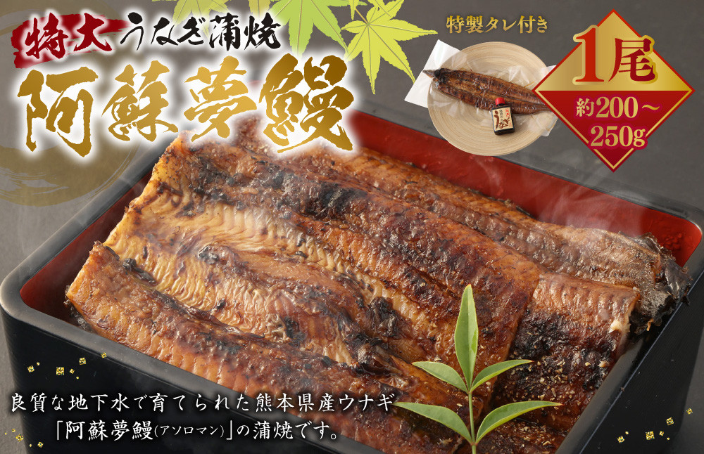 熊本産 特大うなぎ蒲焼〖阿蘇夢鰻（アソロマン）〗1尾