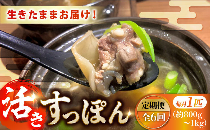 すっぽん スッポン コラーゲン 珍味 海鮮 魚介類 鍋 ナベ なべ セット