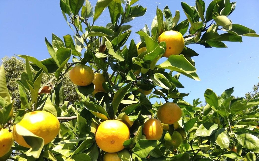 スイートスプリングはみかんとはっさくをかけ合わせた品種で、爽やかな香りと上品な甘味が感じられるのが特徴です。
