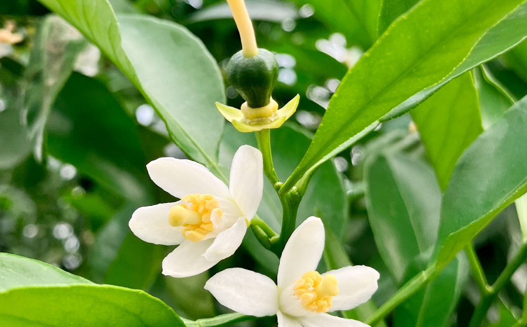 熊本県産不知火(デコポン同一品種)約2kg(6玉)