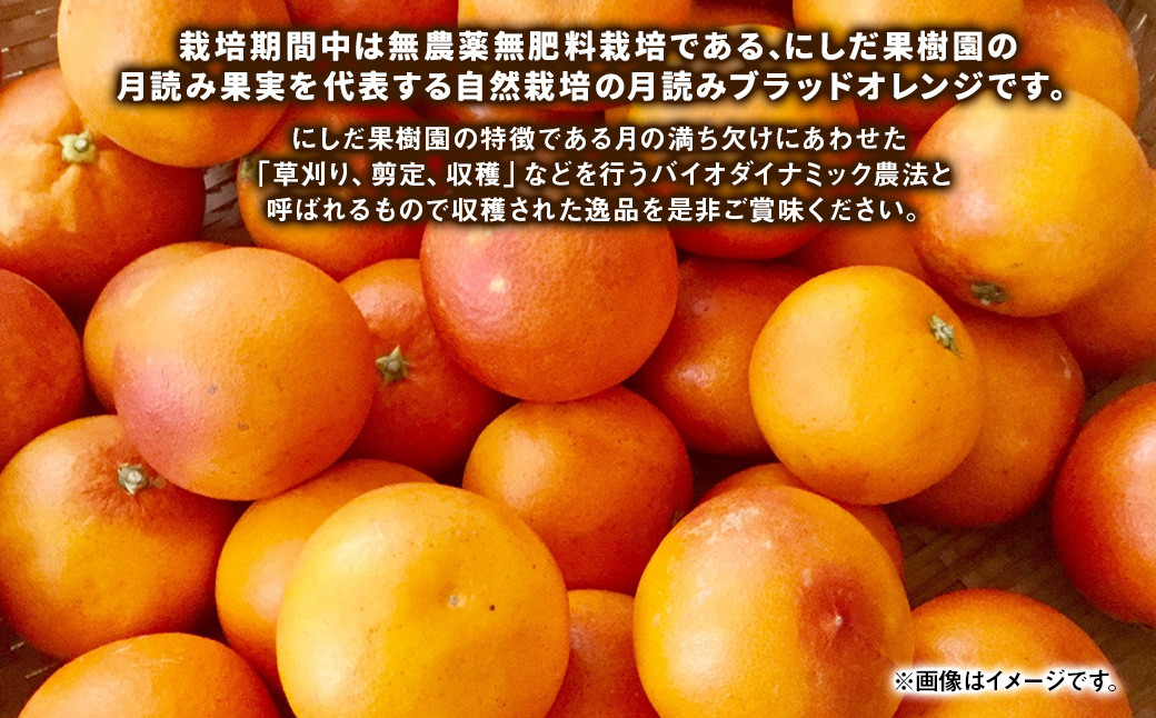 にしだ果樹園の熊本県産月読み ブラッドオレンジ 約2kg