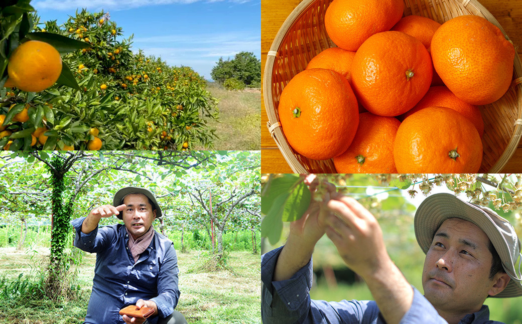 にしだ果樹園の熊本県産月読み蜜柑 約1.5kg