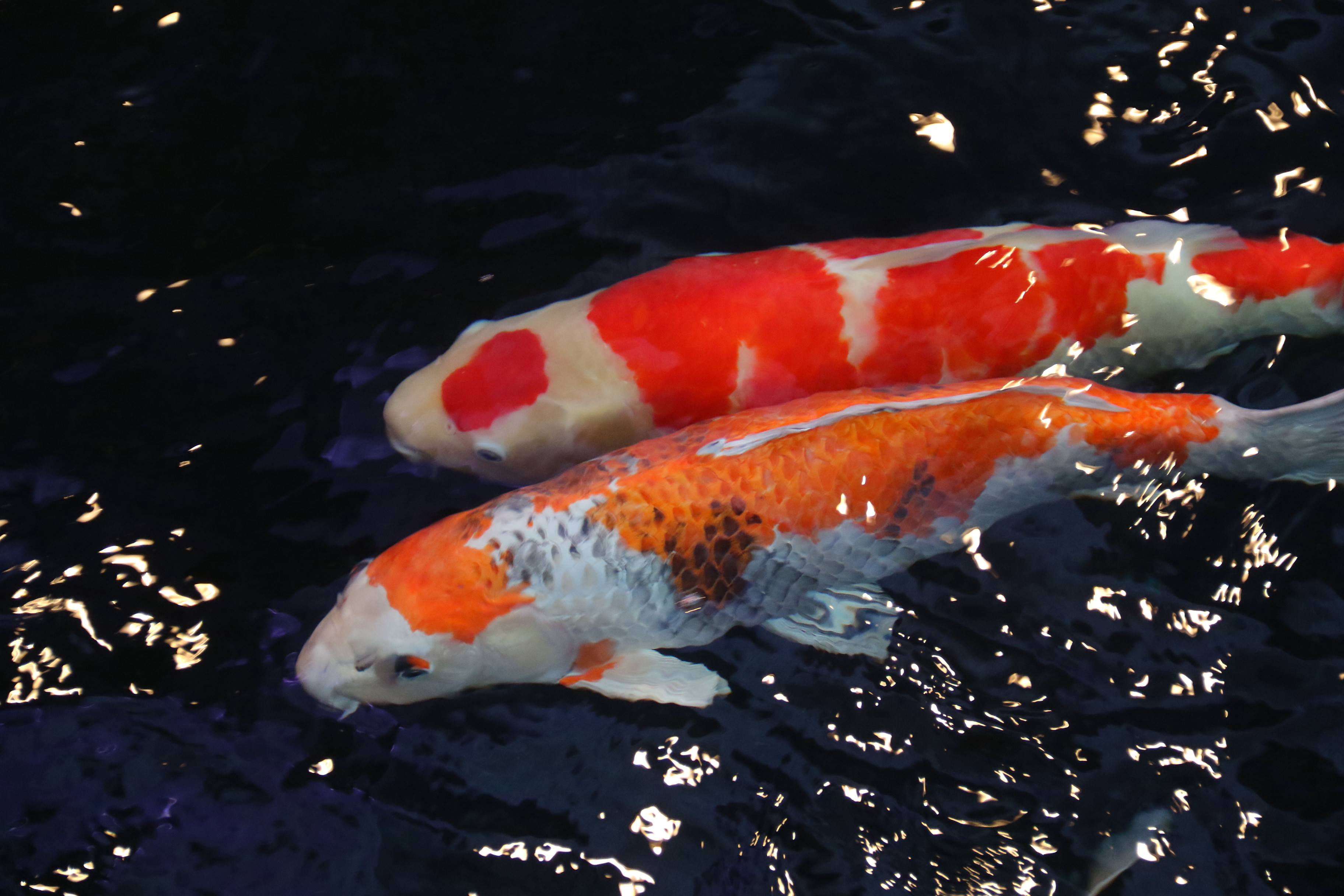 日帰り錦鯉観光ツアー！！