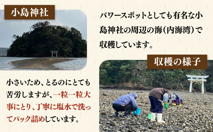 牡蠣 かき カキ 天然 生ガキ カキフライ 魚介 海鮮 貝 BBQ バーベキュー