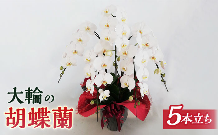 胡蝶蘭 お祝い ギフト 贈答 洋蘭 開店祝い 新店 祝い 白 5本