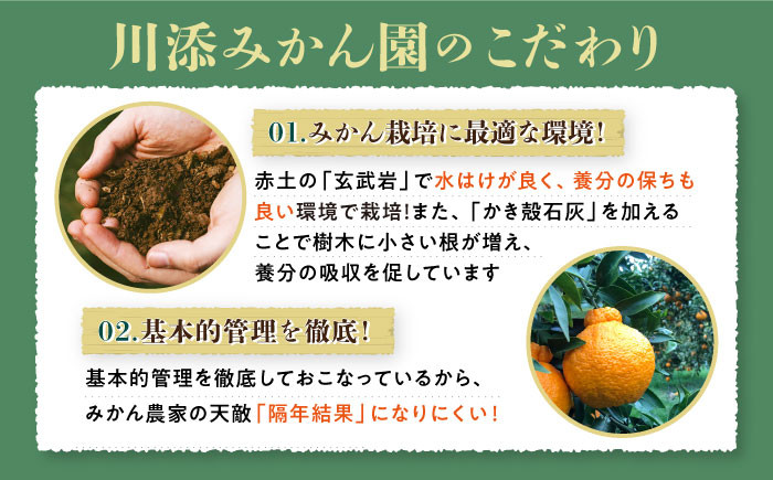 不知火 デコポン みかん