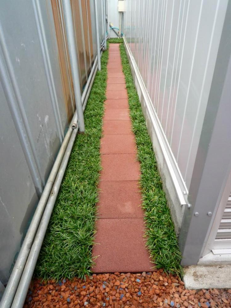 玉竜 タマリュウ たまりゅう 60枚