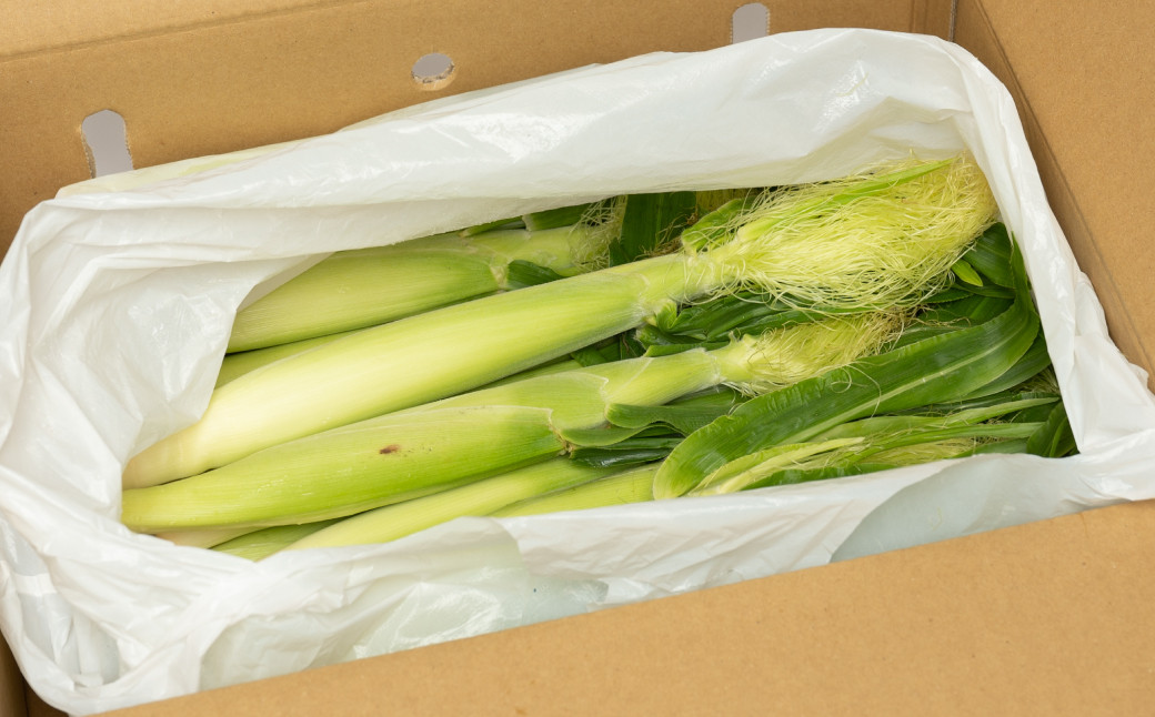 毎年コツコツと改良を加えた自慢のヤングコーンです。