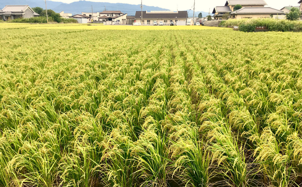 稲刈り前から冬草が芽吹いてきて緑の絨毯になり、何も投入しなくても田んぼを豊かにしてくれます。