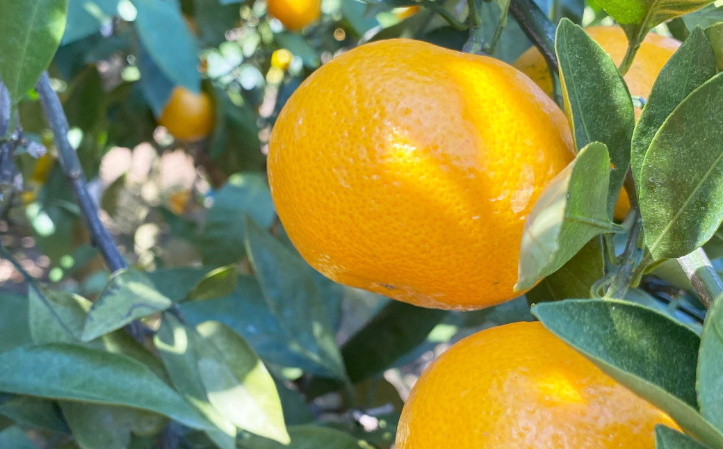 【鹿児島県薩摩川内市産】温州みかん 約5kg