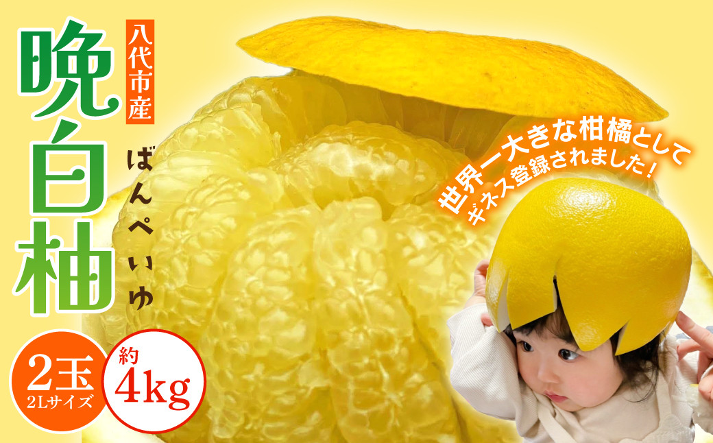 大きさに驚く、八代で愛情を込めて育てた晩白柚。香りが高く果汁も多い品種です。