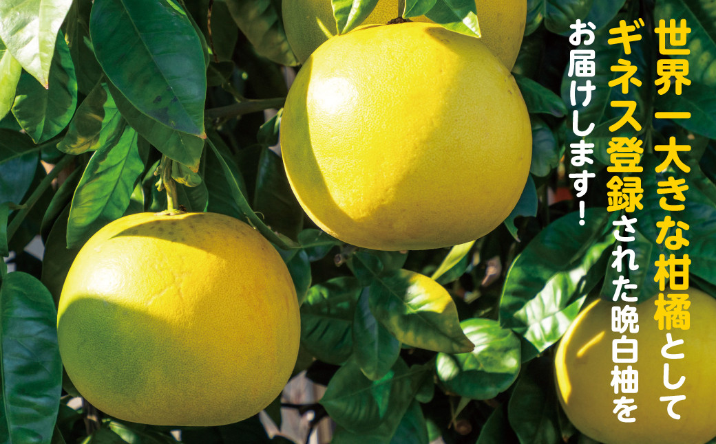 世界一大きな柑橘としてギネス登録された晩白柚をお届けします！