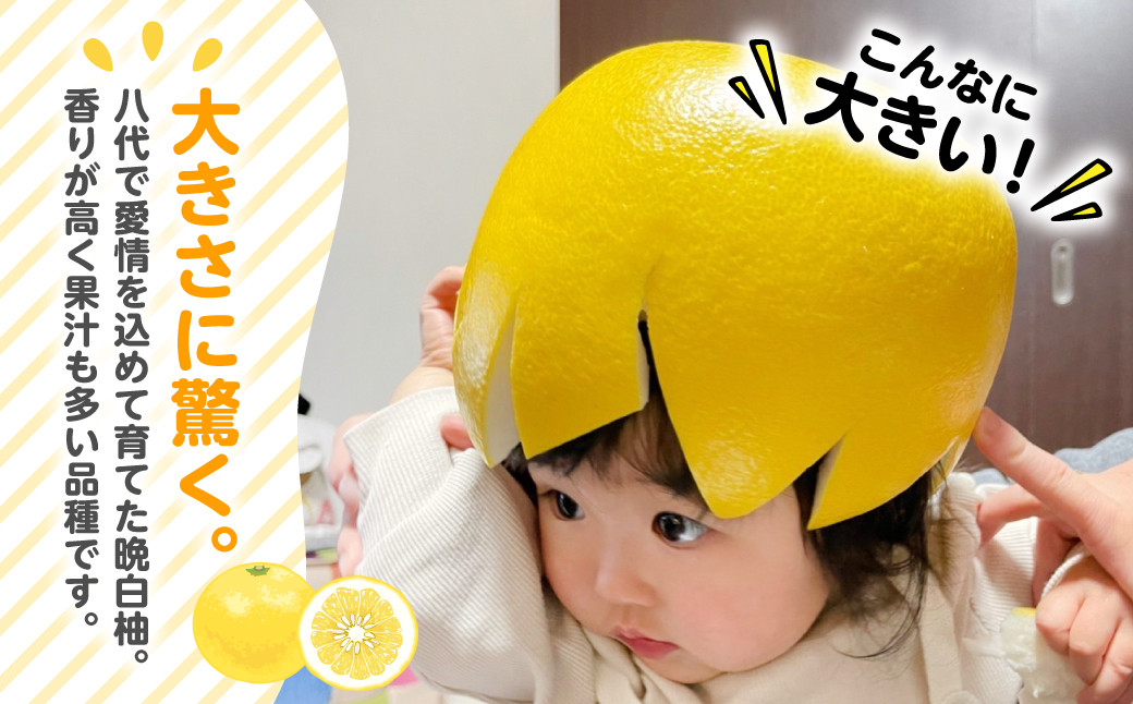 香りが高く、果汁も多く、強い甘みと優しい酸味のバランスが絶妙の世界最大級の柑橘類です。