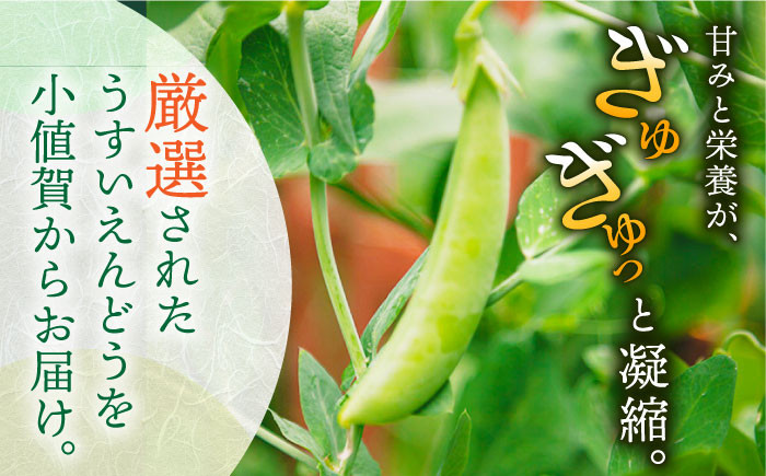 春 うすいえんどう　約2kg