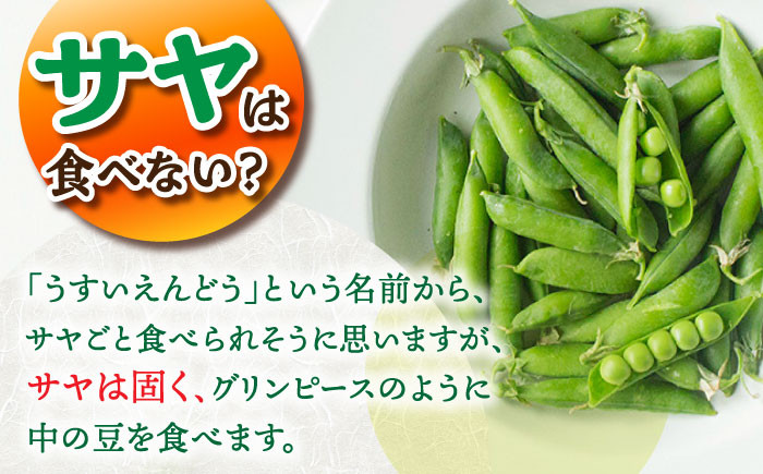 春 うすいえんどう　約2kg