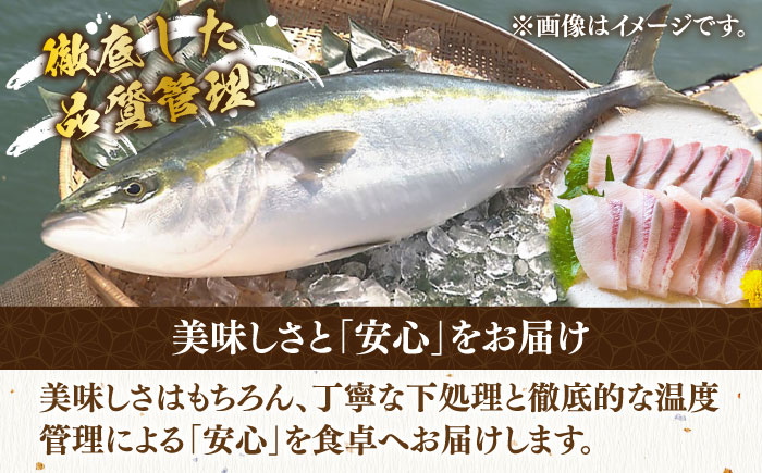 寒ブリ 寒ぶり 海鮮 魚介 海鮮丼 鰤 真空パック 煮つけ 照り焼き 下処理済み