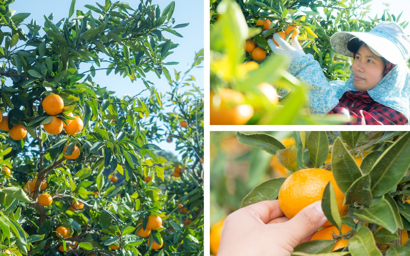 私たちが大切に育てたミカンの数々、
ぜひ一度ご賞味ください。