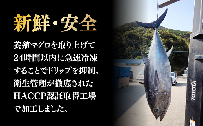 マグロ 鮪 中トロ 中とろ 赤身 刺身 海鮮丼 魚 海鮮 海産物 長崎 養殖
