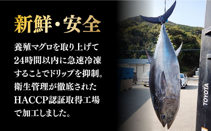 マグロ 鮪 訳あり 刺身 海鮮丼 魚 海鮮 海産物 長崎 養殖