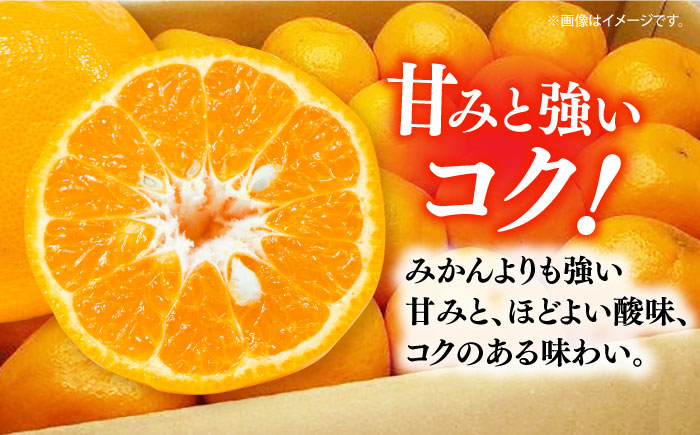 ポンカン 柑橘 フルーツ 果物 旬 みかん ミカン 長崎 