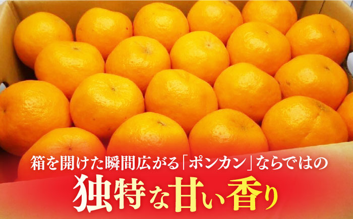 ポンカン 柑橘 フルーツ 果物 旬 みかん ミカン 長崎 