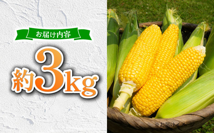 とうもろこし コーン スイートコーン もろこし 人気 野菜 甘い おすすめ