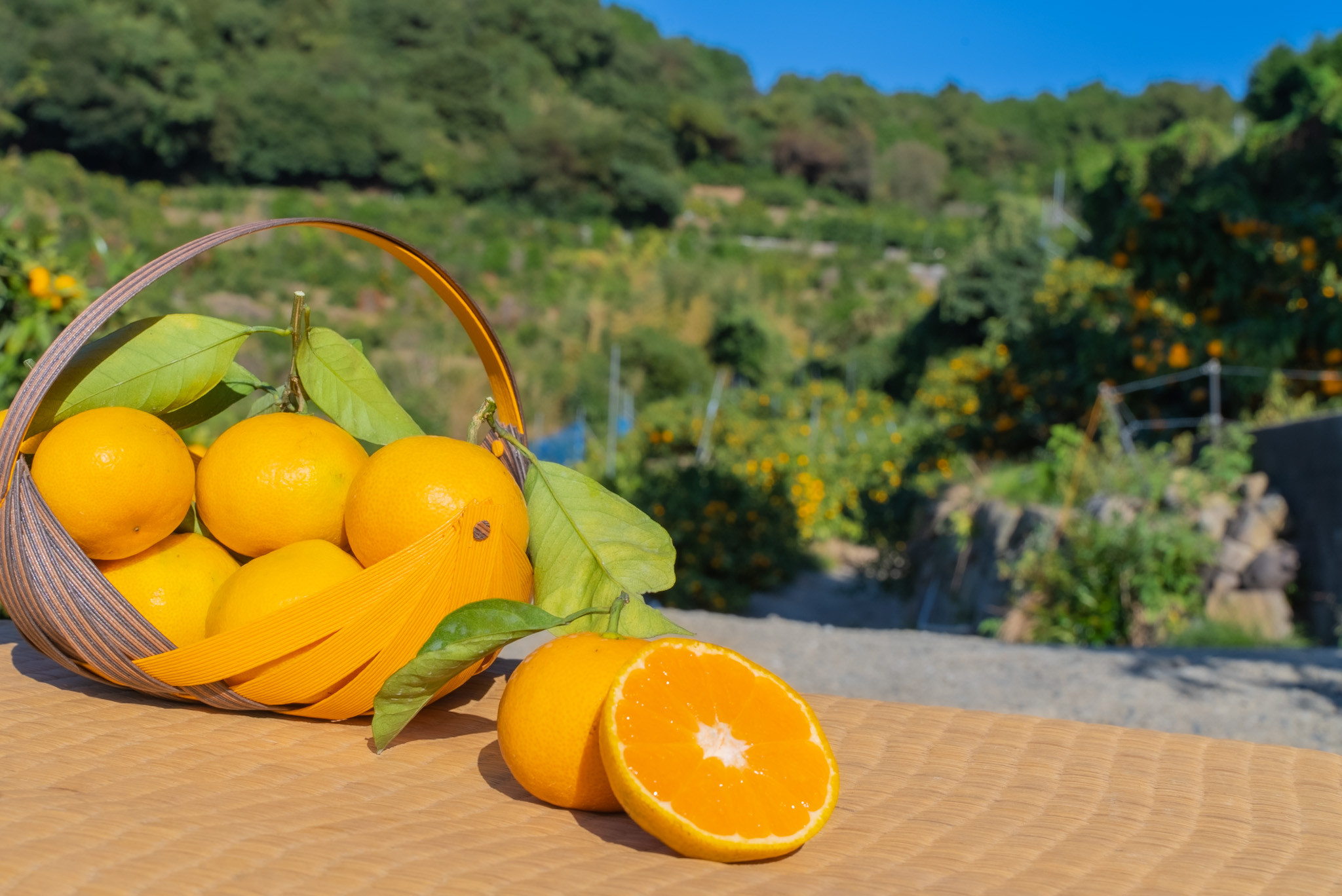 河内ブランドみかん