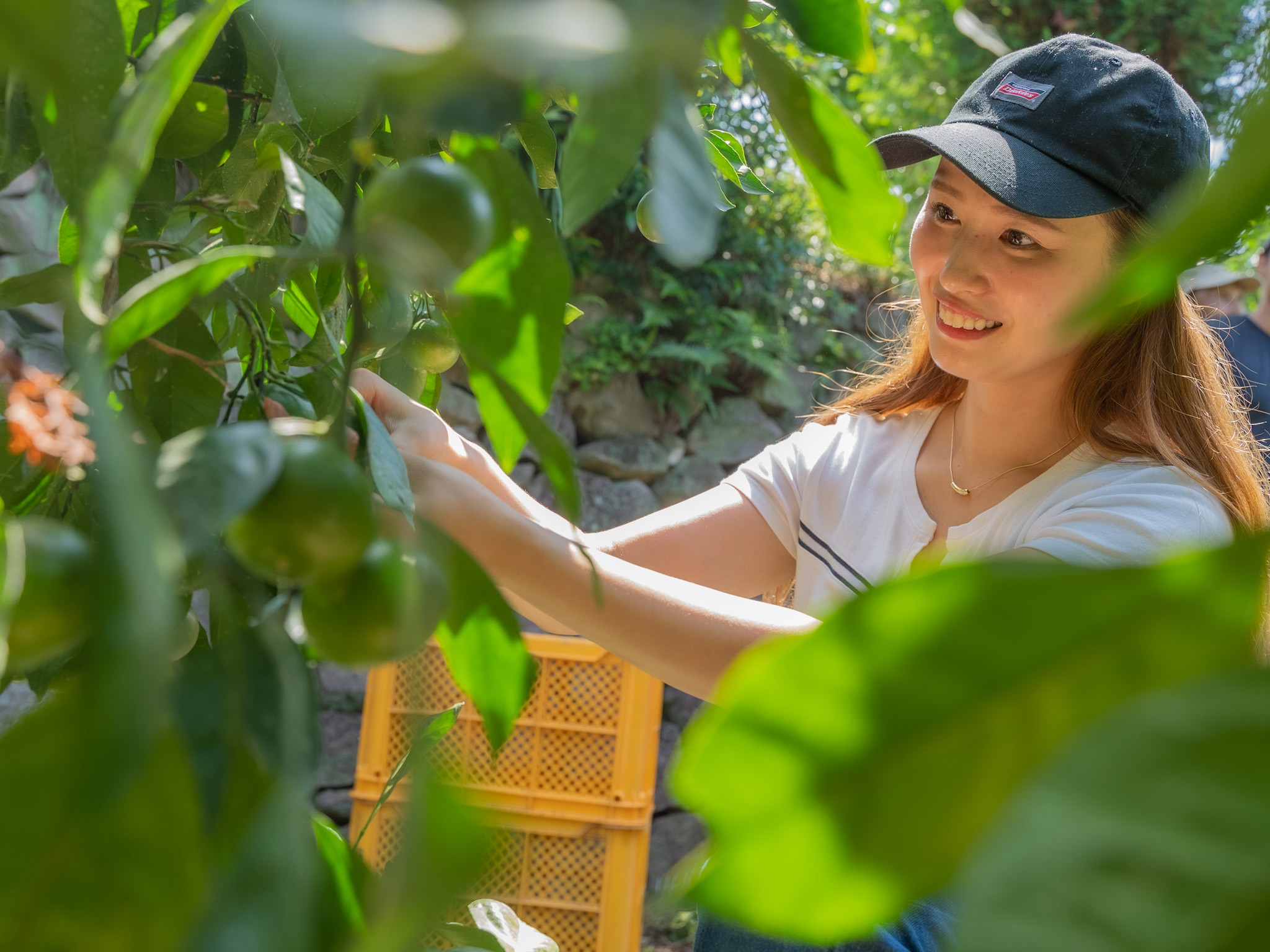 河内ブランドみかん