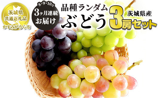ぶどう品種ランダム3房セット 3ヶ月連続お届け (8月、9月、10月) 【茨城県共通返礼品　かすみがうら市産】