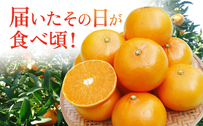 みかん 柑橘 果物 くだもの フルーツ 季節限定 数量限定 温州みかん ミカン 先行予約