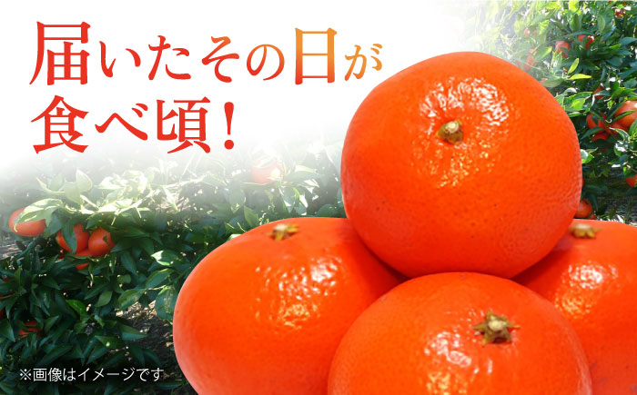 みかん 柑橘 果物 くだもの フルーツ 季節限定 数量限定 温州みかん ミカン 先行予約