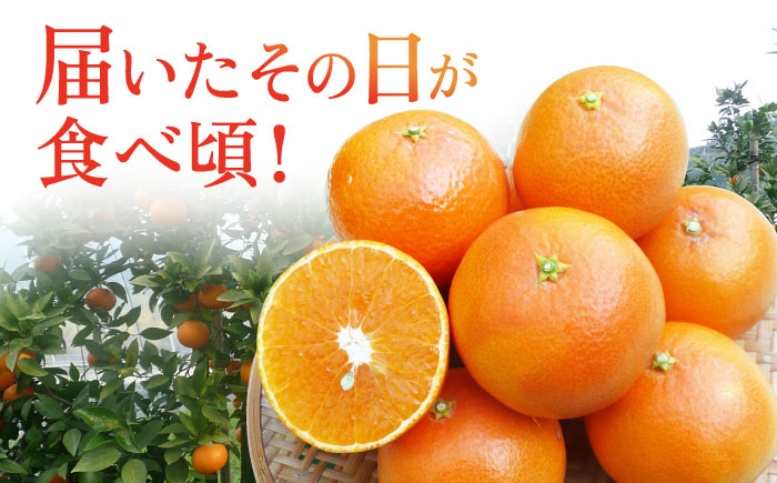 みかん 柑橘 果物 くだもの フルーツ 季節限定 数量限定 温州みかん ミカン 先行予約