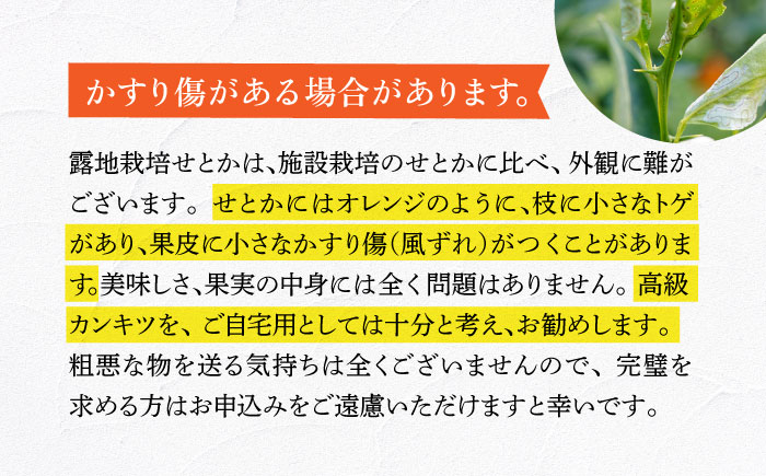 みかん 柑橘 果物 くだもの フルーツ 季節限定 数量限定 温州みかん ミカン 先行予約