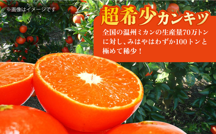 みかん 柑橘 果物 くだもの フルーツ 季節限定 数量限定 温州みかん ミカン 先行予約