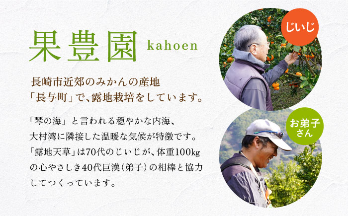 みかん 柑橘 果物 くだもの フルーツ 季節限定 数量限定 温州みかん ミカン 先行予約