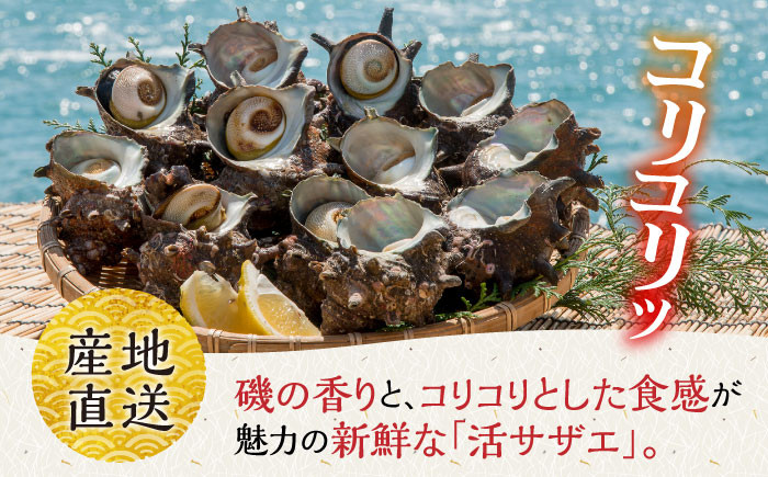 人気 新鮮 海鮮 特産品 贈り物 ギフト 魚介 ごはんの