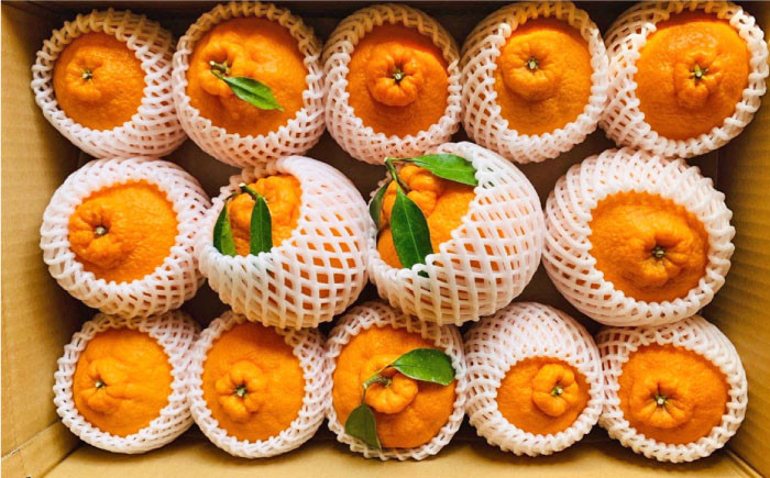 不知火 デコポン 5kg