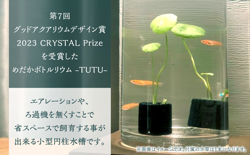 めだかボトルリウム-TUTU-