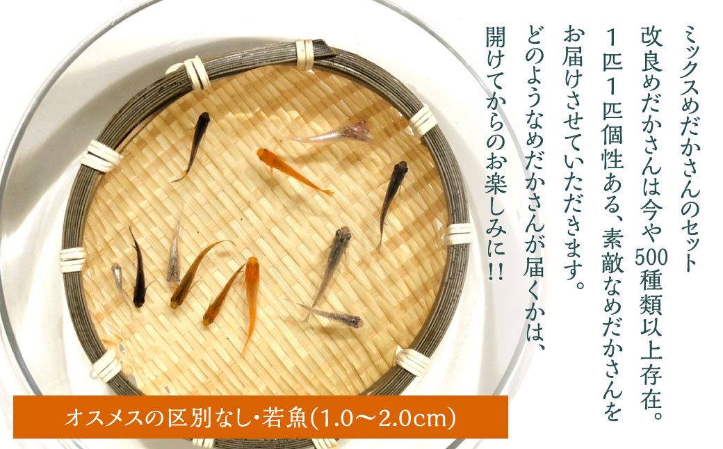 大亀屋のミックスめだかさん 20匹