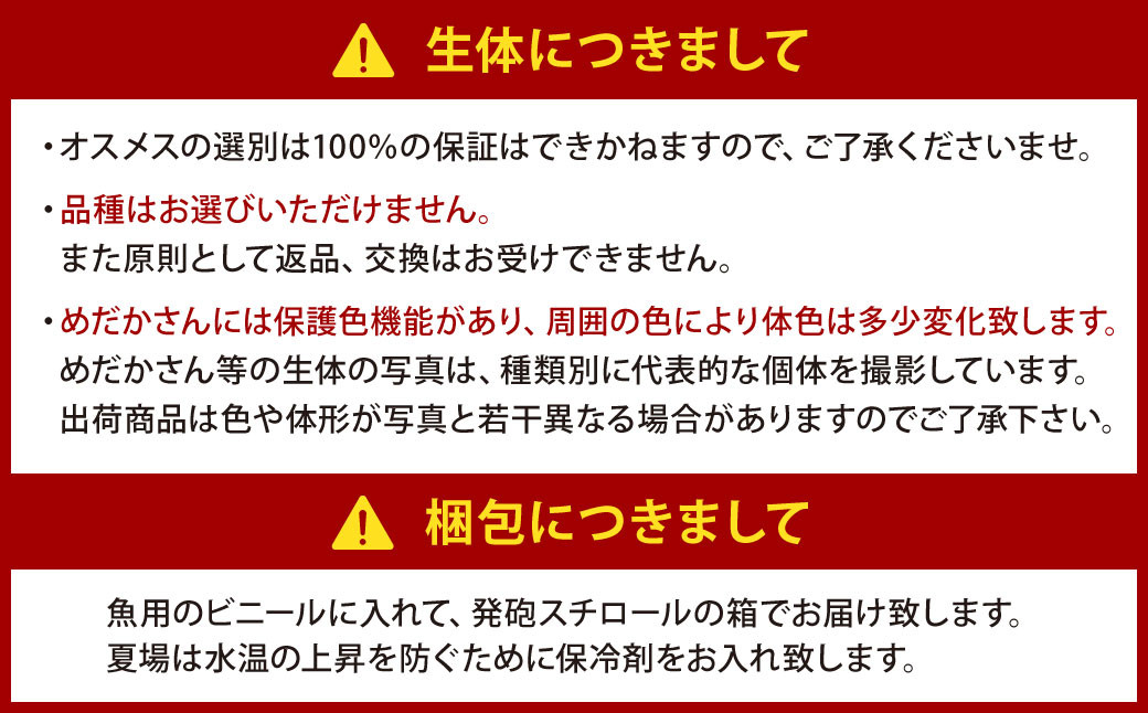 大亀屋のミックスめだかさん 20匹