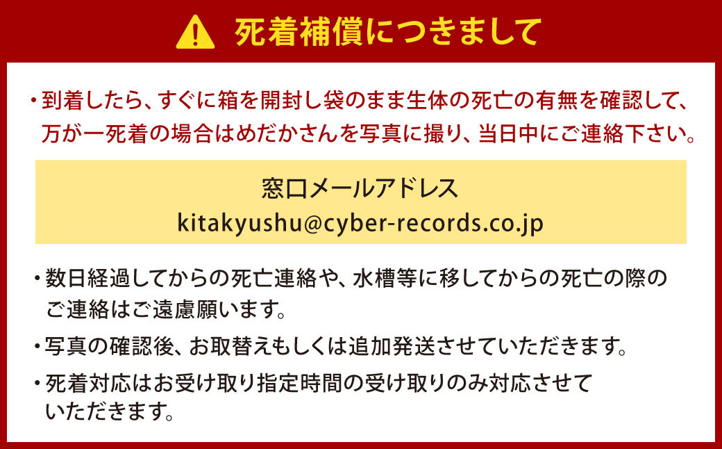 大亀屋のミックスめだかさん 20匹