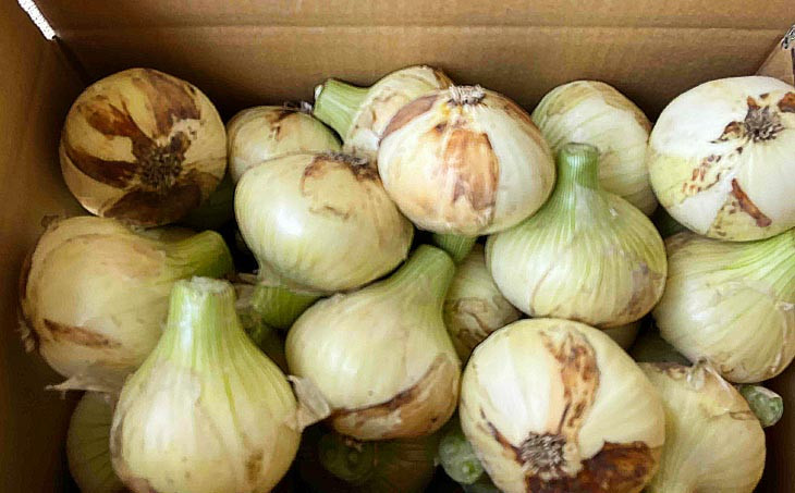 淡路島玉ねぎ　南あわじ産　新玉ねぎ（超極早生）３kg