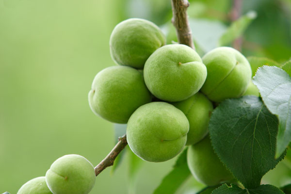 西ノ島町内で収穫された梅を使用しています!