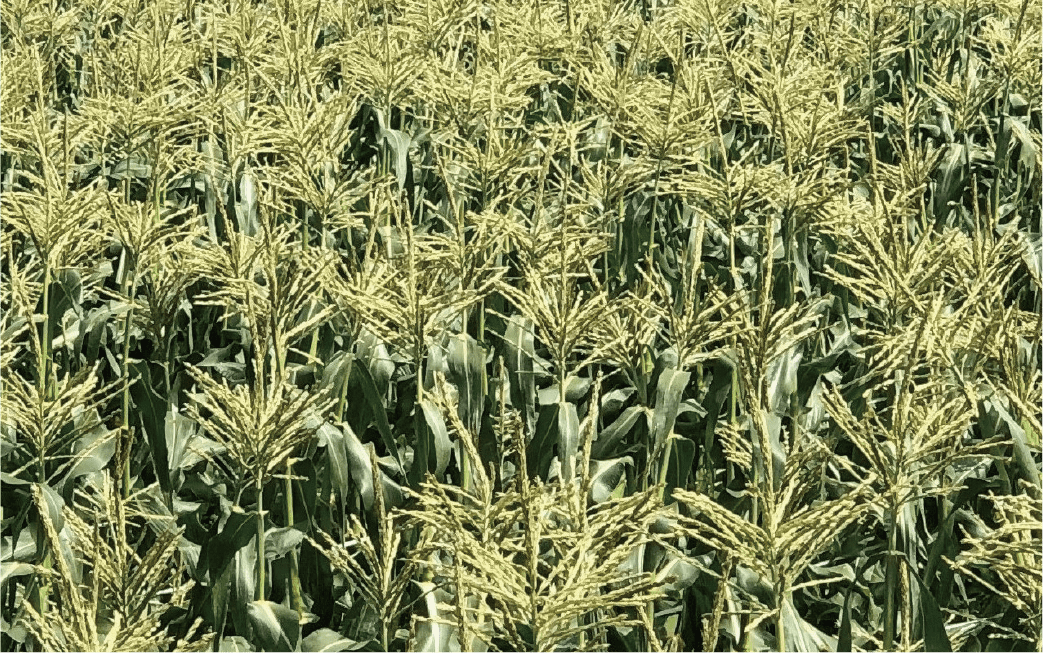 真心こめて出荷準備をしています