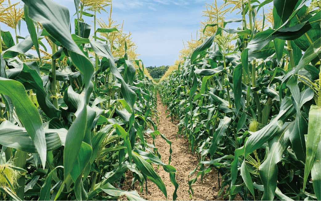 指宿から全国のお客様にお届け致します