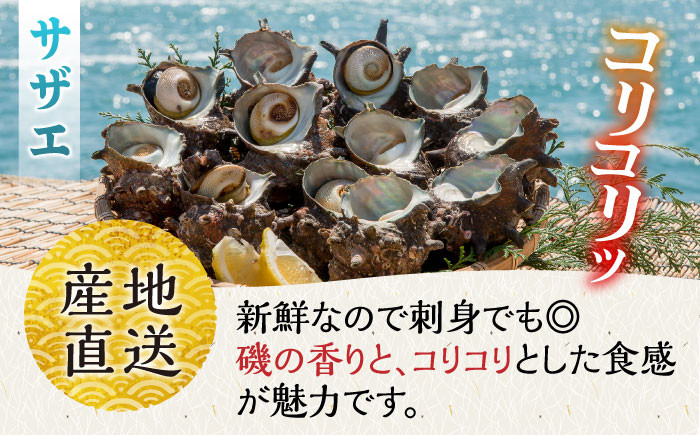人気 うに ウニ 雲丹  新鮮 海鮮 特産品 贈り物 ギフト   魚介 ごはんの