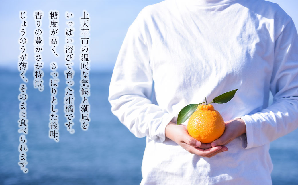 上天草市産 不知火(しらぬい)