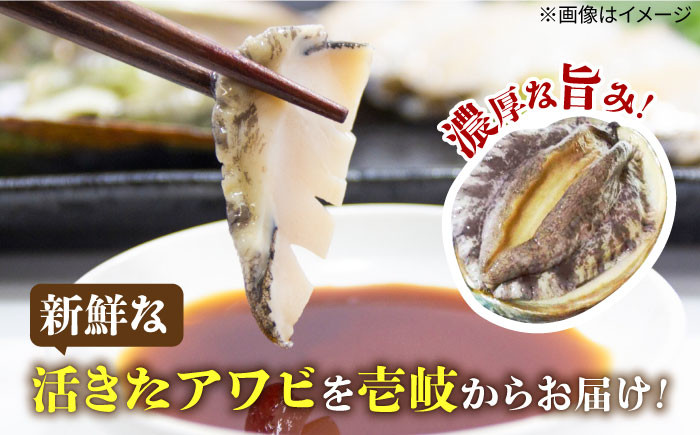 鮑 あわび アワビ 魚介 貝 海の幸 海鮮 手土産 お祝い プレゼント  国産