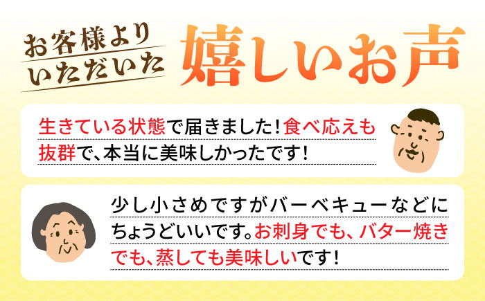 鮑 あわび アワビ 魚介 貝 海の幸 海鮮 手土産 お祝い プレゼント  国産
